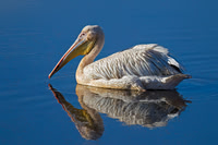 Great White Pelican