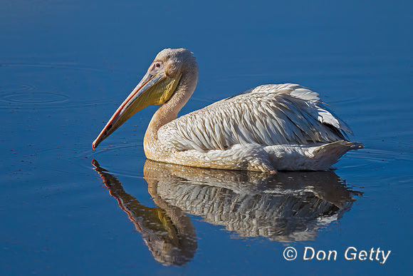 Great White Pelican