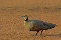 Yellow-throated Sandgrouse