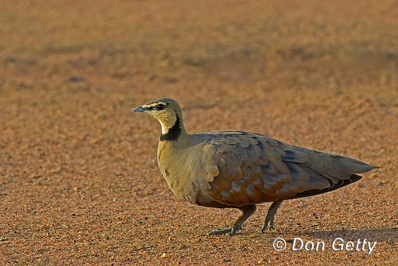 Yellow-throated Sandgrouse