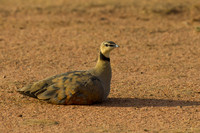 Yellow-throated Sandgrouse