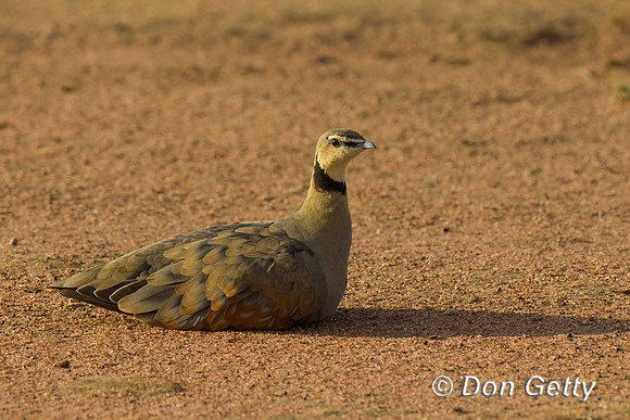 Yellow-throated Sandgrouse