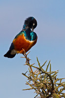 Superb Starling