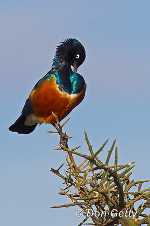 Superb Starling