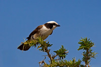 White-crowned Shrike