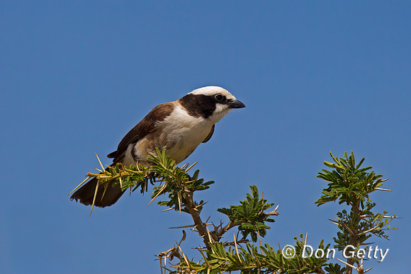 White-crowned Shrike