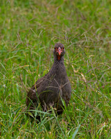Red-necked Spurfowl