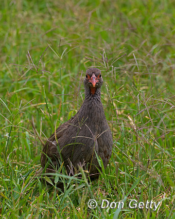Red-necked Spurfowl