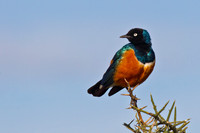 Superb Starling