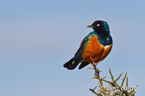 Superb Starling