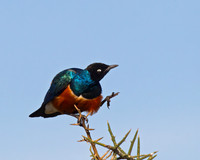 Superb Starling