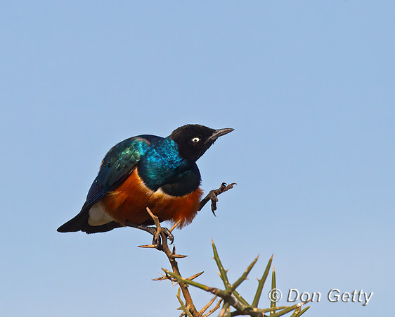 Superb Starling