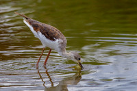 Black-winged Stilt
