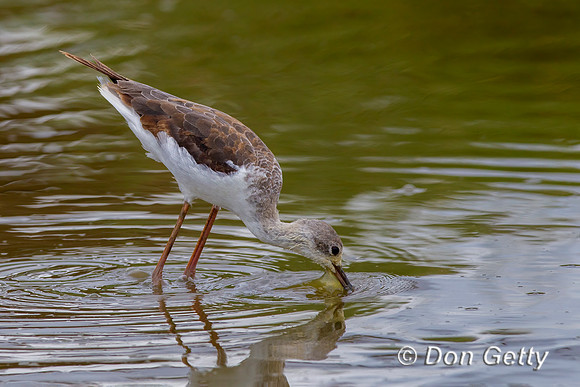 Black-winged Stilt