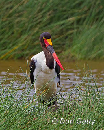 Saddle-billed Stork