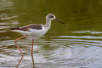 Black-winged Stilt