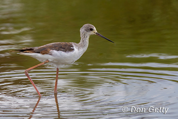 Black-winged Stilt
