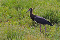 Abdim's Stork