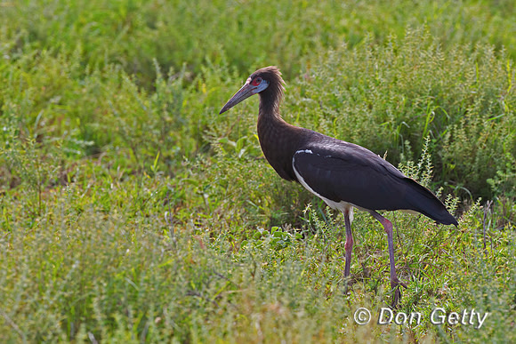 Abdim's Stork