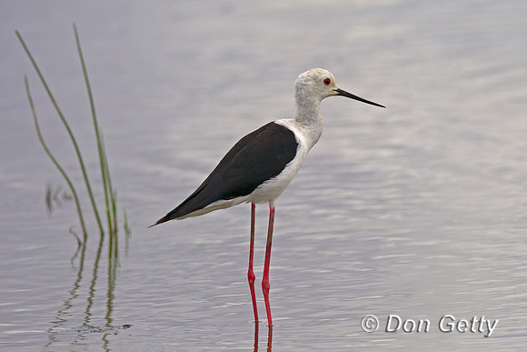 Black-winged Stilt