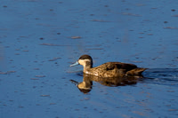 Hottentot Teal