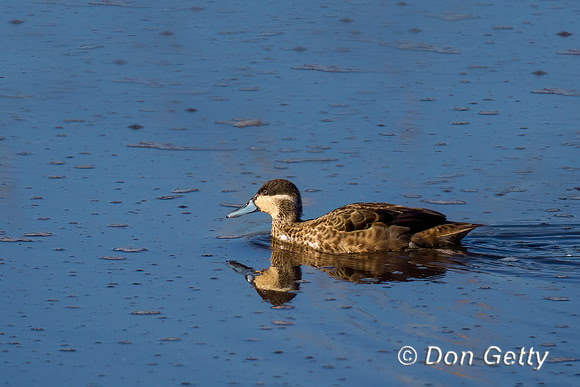 Hottentot Teal