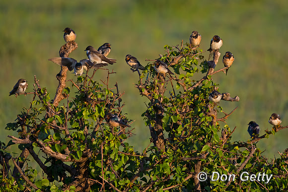 Barn Swallow