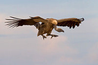 White-backed Vulture