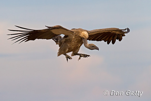 White-backed Vulture