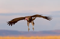 Hooded Vulture