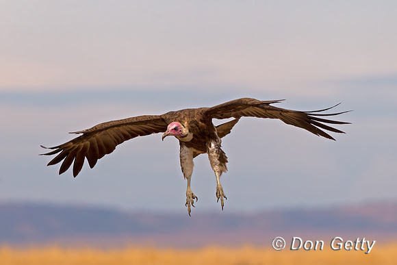Hooded Vulture