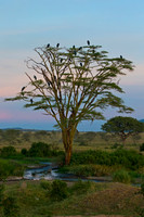 Marabou Stork