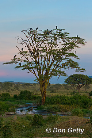 Marabou Stork