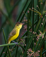 African Yellow Warbler