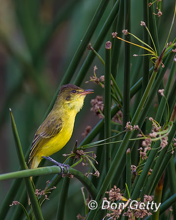 African Yellow Warbler