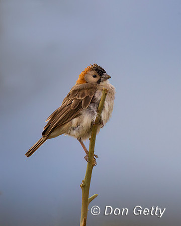 Speckle-fronted Weaver