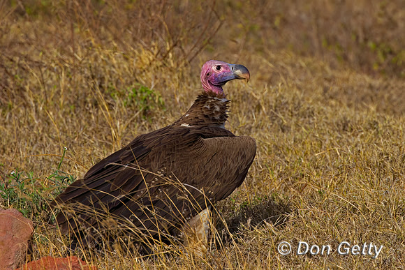 Lappet-faced Vulture