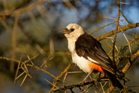 White-headed Buffalo Weaver