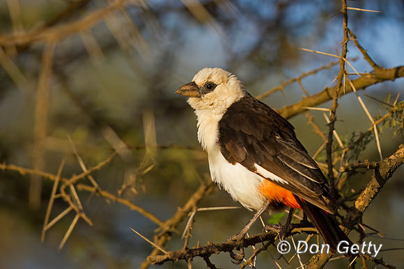 White-headed Buffalo Weaver