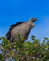 White-backed Vulture
