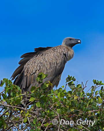 White-backed Vulture