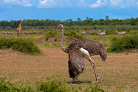 Common Ostrich