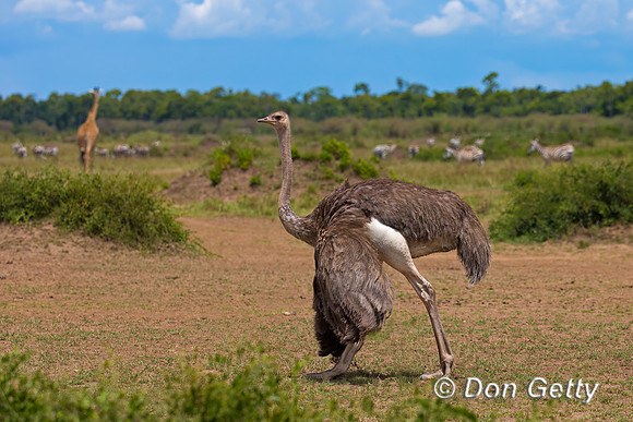Common Ostrich