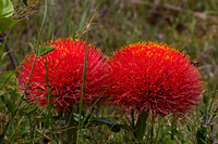 Fireball Lily