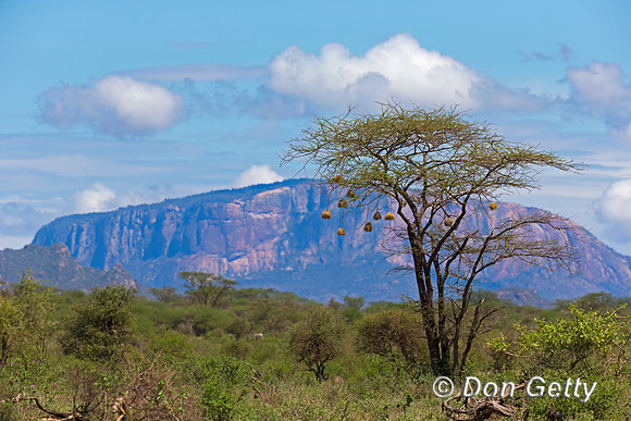 Samburu