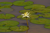 Lily_W_Z2F3116