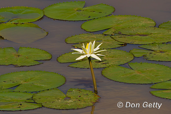 Lily_W_Z2F3116