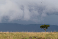 Masai Mara