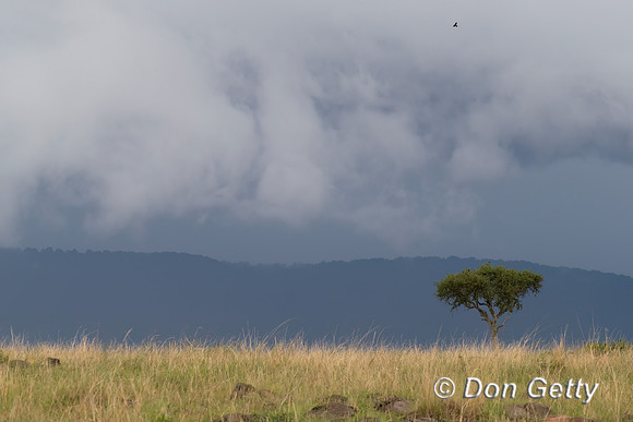 Masai Mara