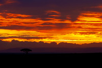 Masai Mara